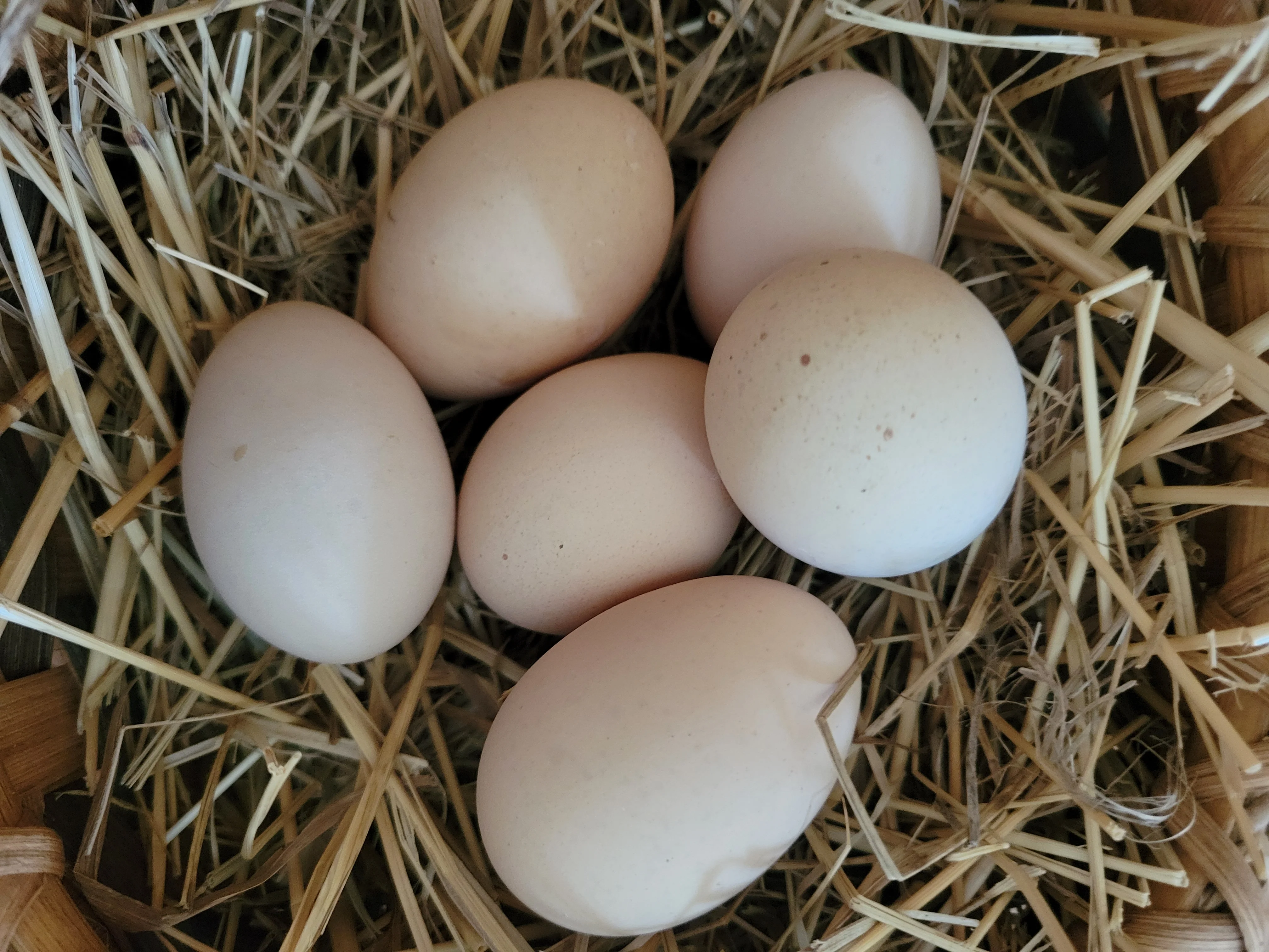 Heritage Rhode Island Red Chicks - Image 5