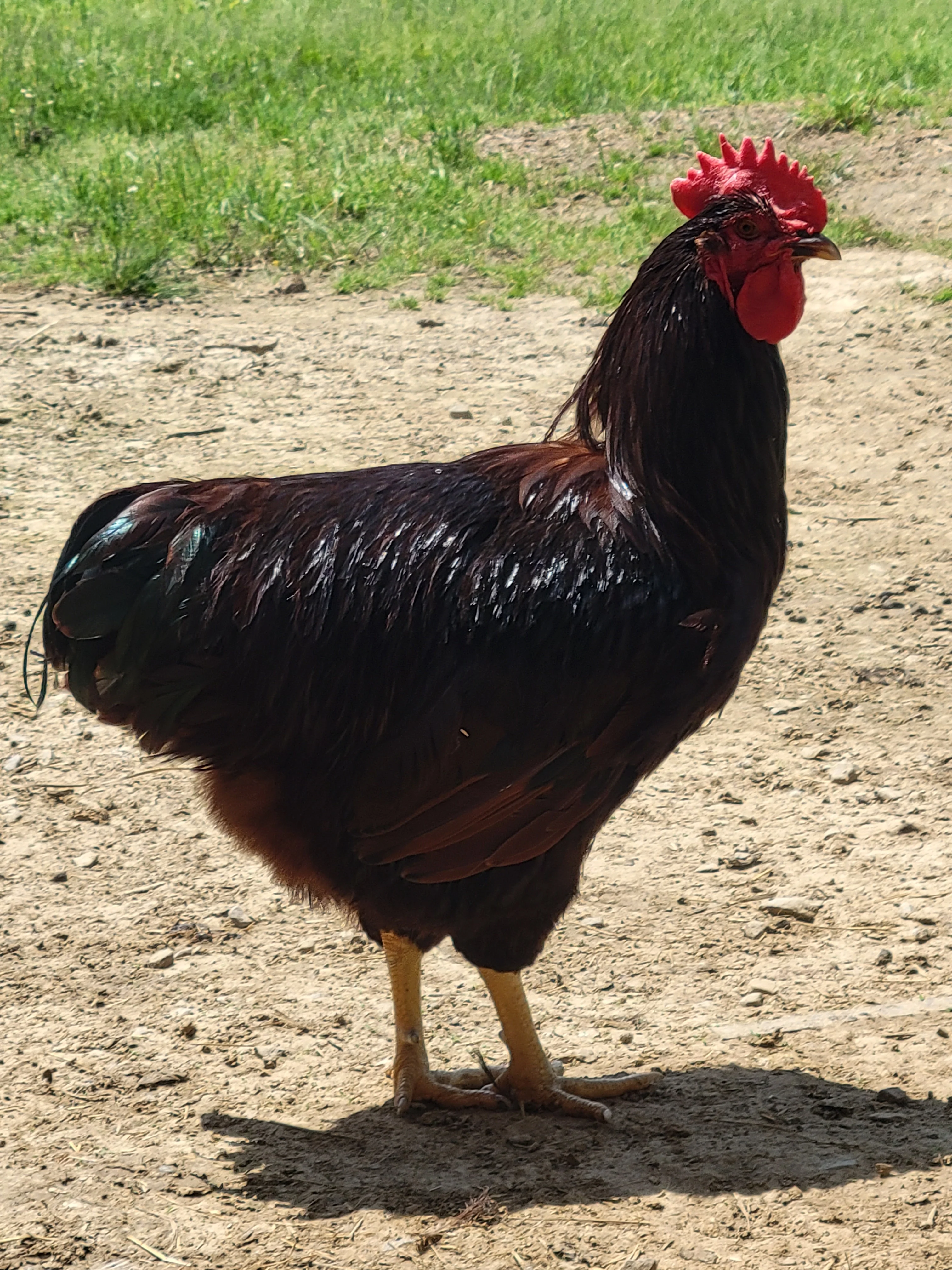 Heritage Rhode Island Red Chicks - Image 6