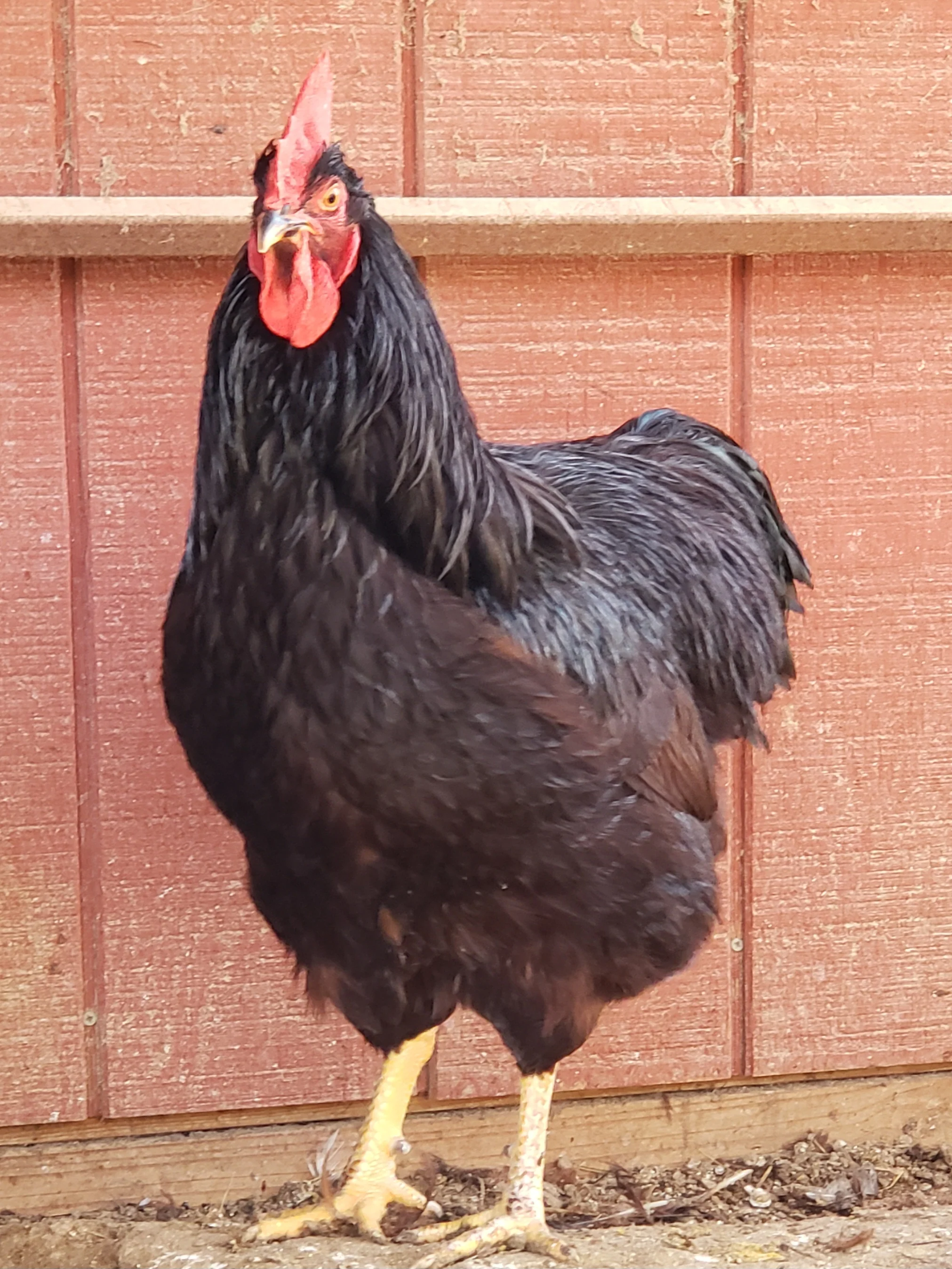 Heritage Rhode Island Red Chicks - Image 7