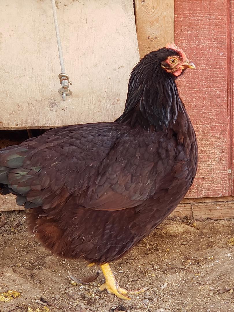 Heritage Rhode Island Red Started Young Pullet Hens 7 to 8 Weeks Old Ready Now - Image 4