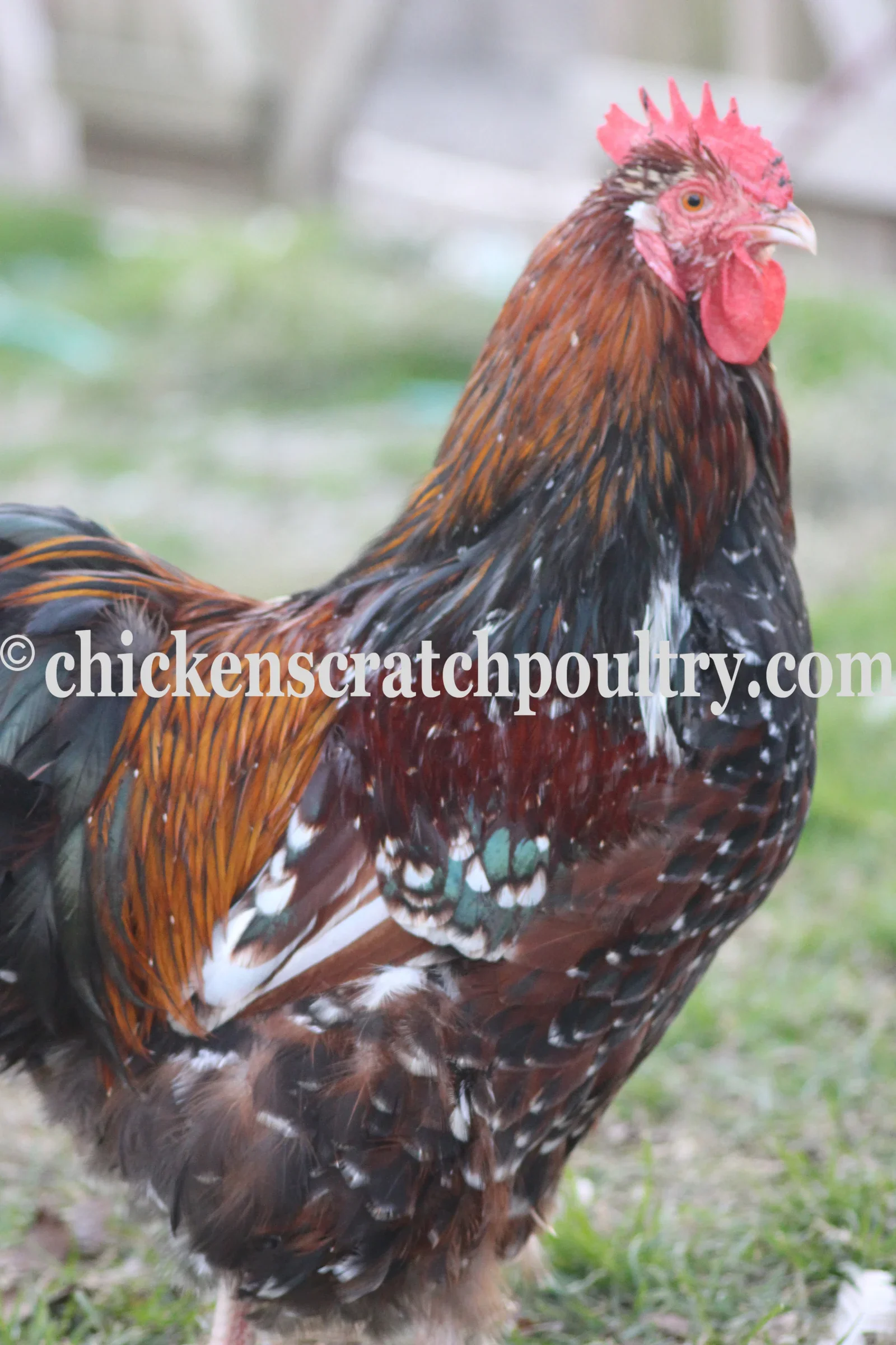 Jubilee Orpington Chicks - Image 2