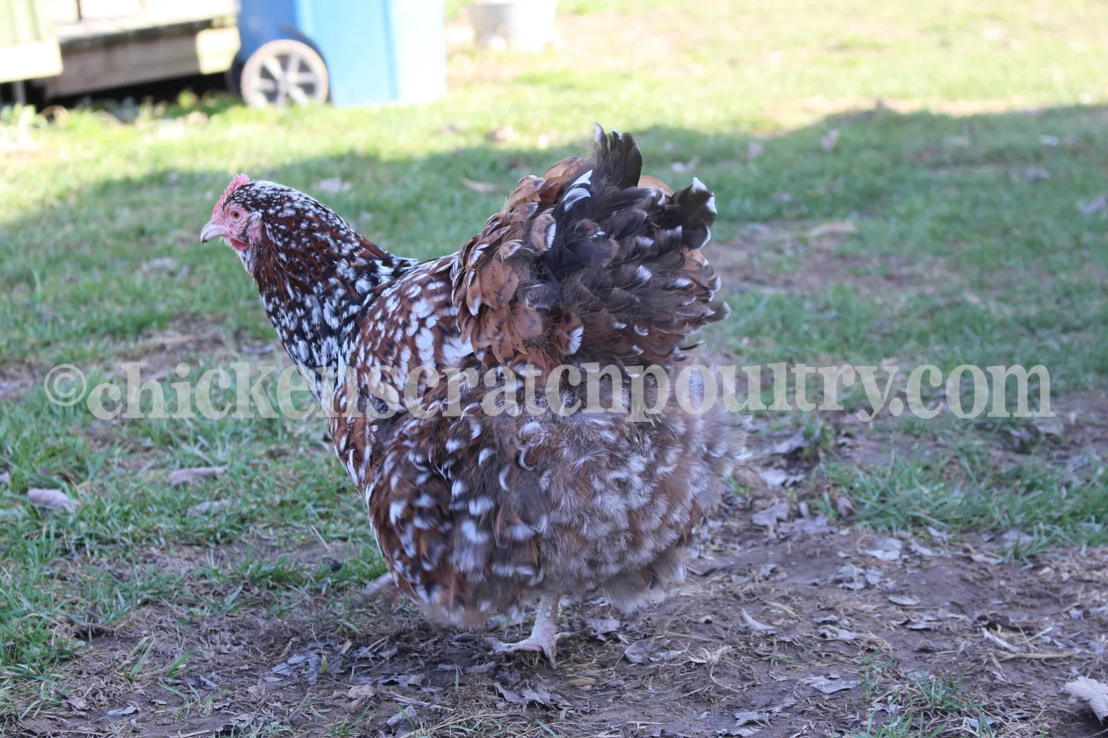 Jubilee Orpington Chicks - Image 3