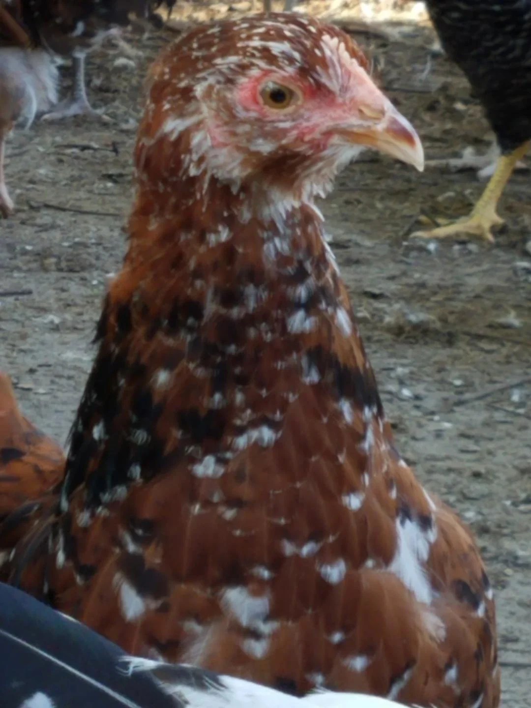 Jubilee Orpington Chicks - Image 7