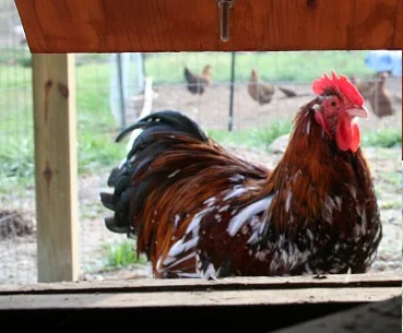 Jubilee Orpington Chicks - Image 8