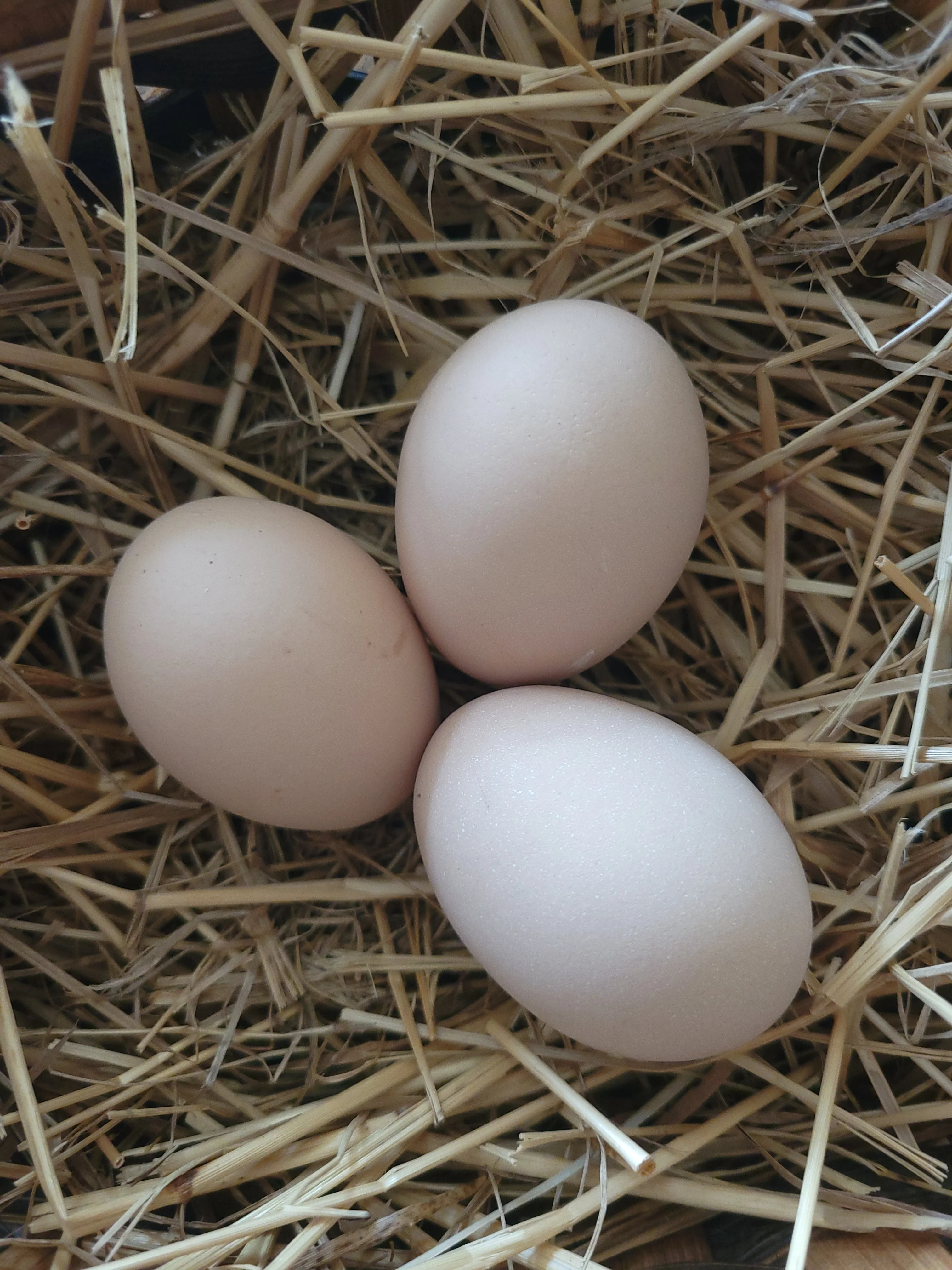 Jubilee Orpington Chicks - Image 9