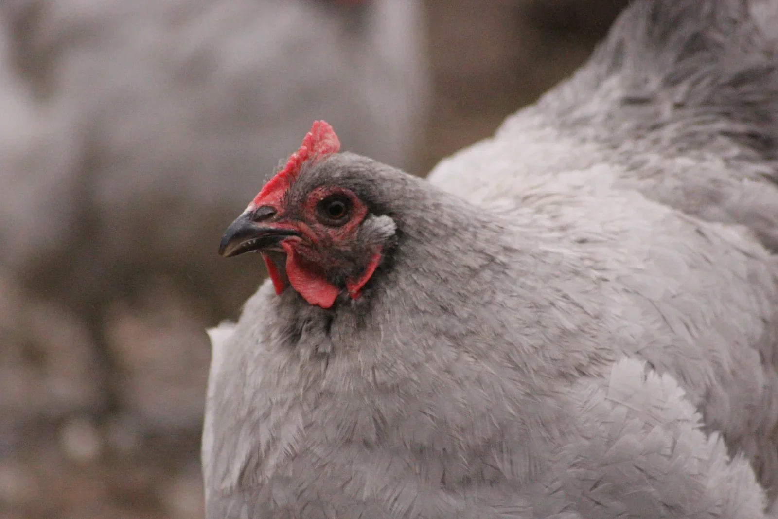 Lavender Orpington Chicks - Image 7
