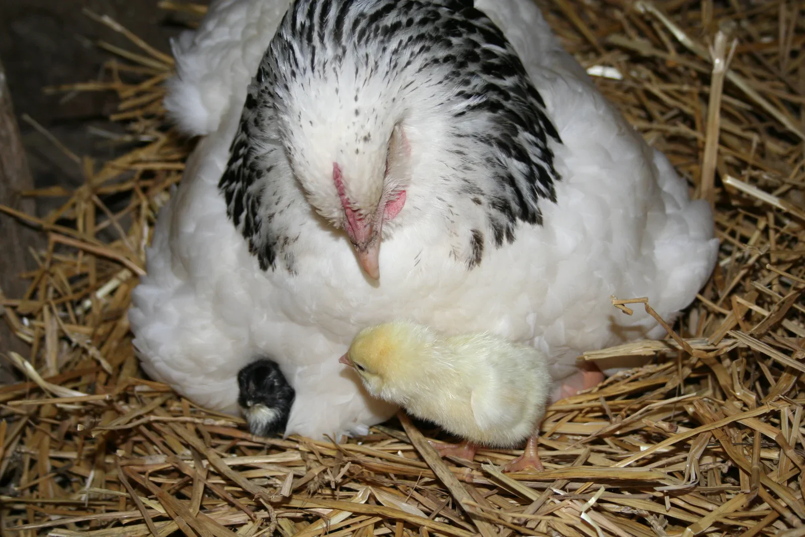 Light Sussex Chicks