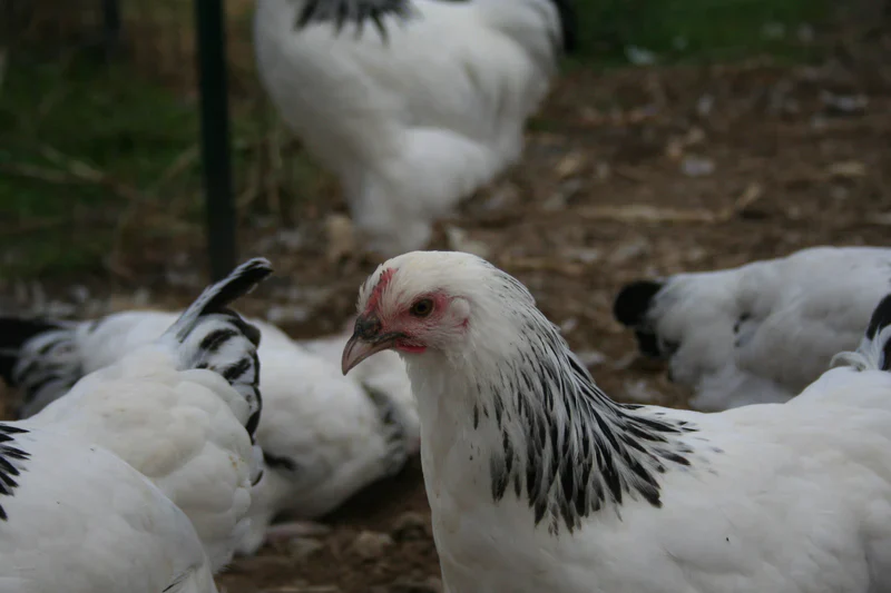 Light Sussex Chicks - Image 2