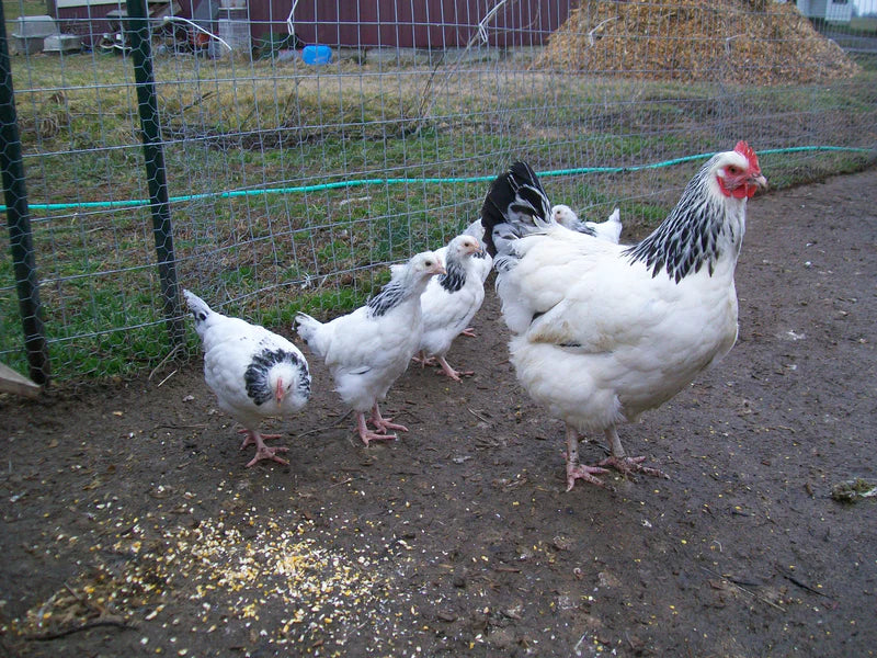 Light Sussex Chicks - Image 5