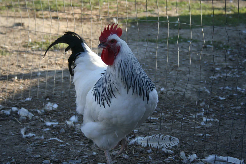 Light Sussex Chicks - Image 6