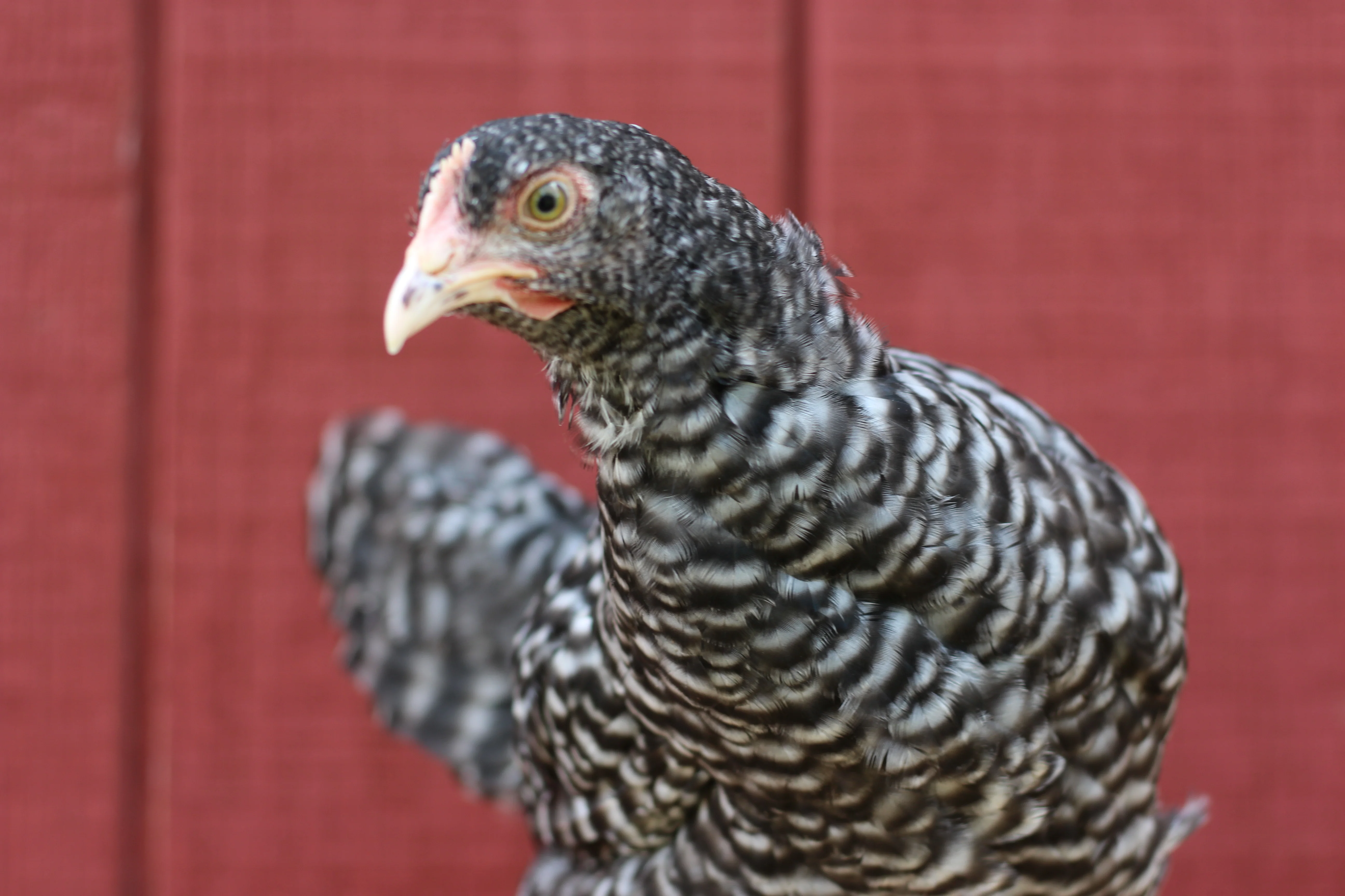 Malines Chicks