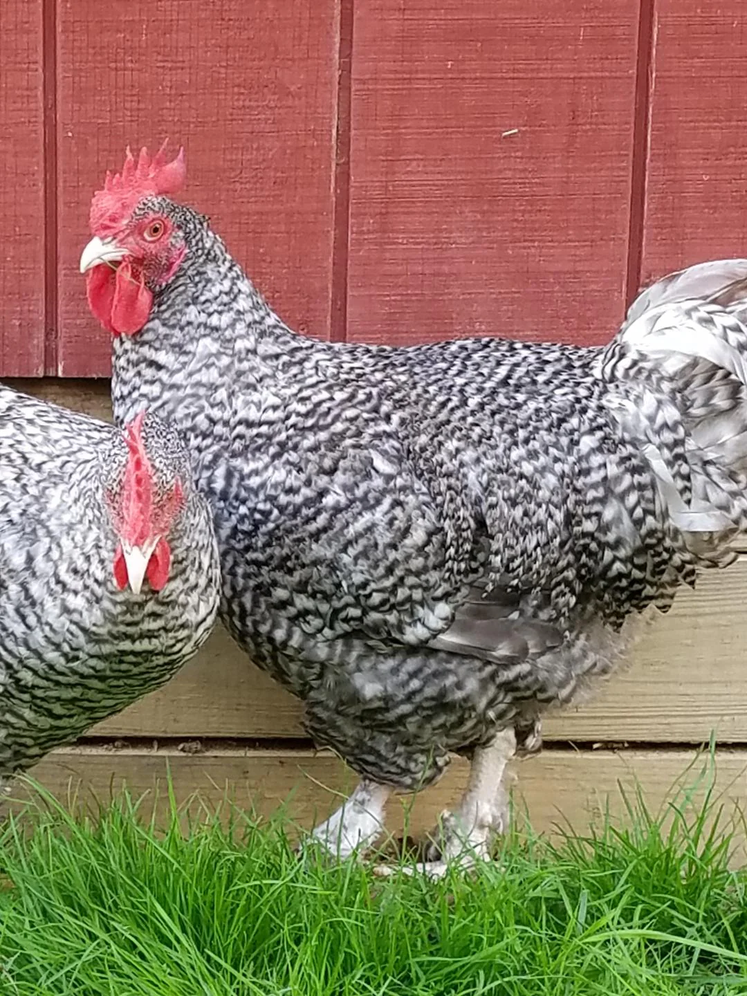 Malines Chicks - Image 2