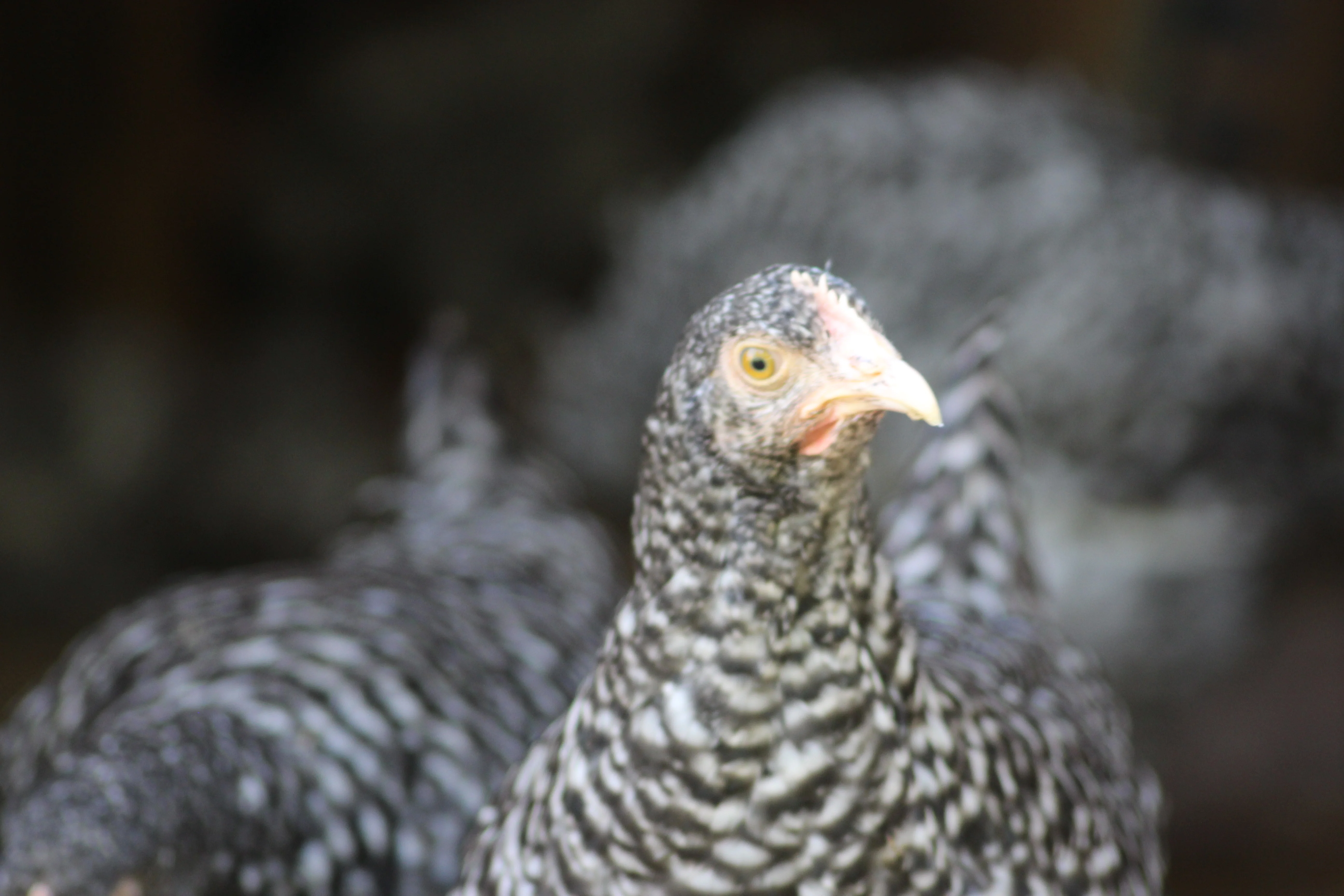 Malines Chicks - Image 3