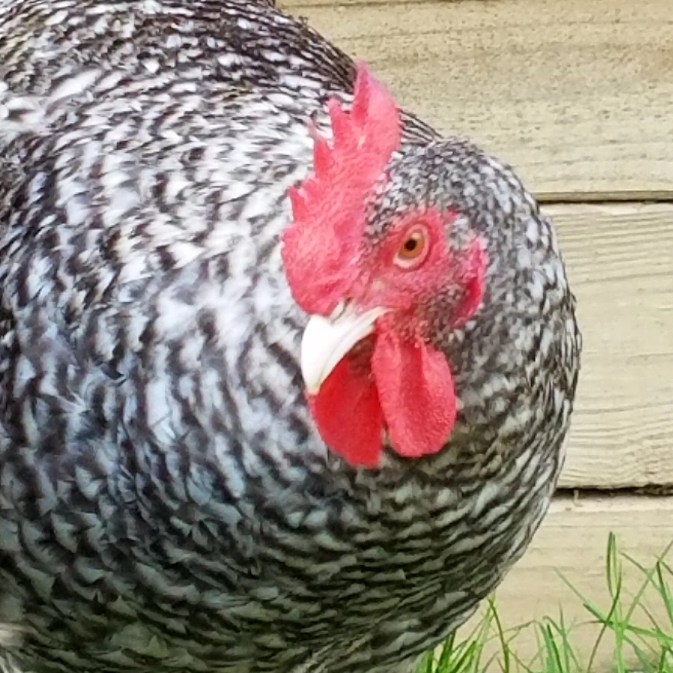 Malines Chicks - Image 4