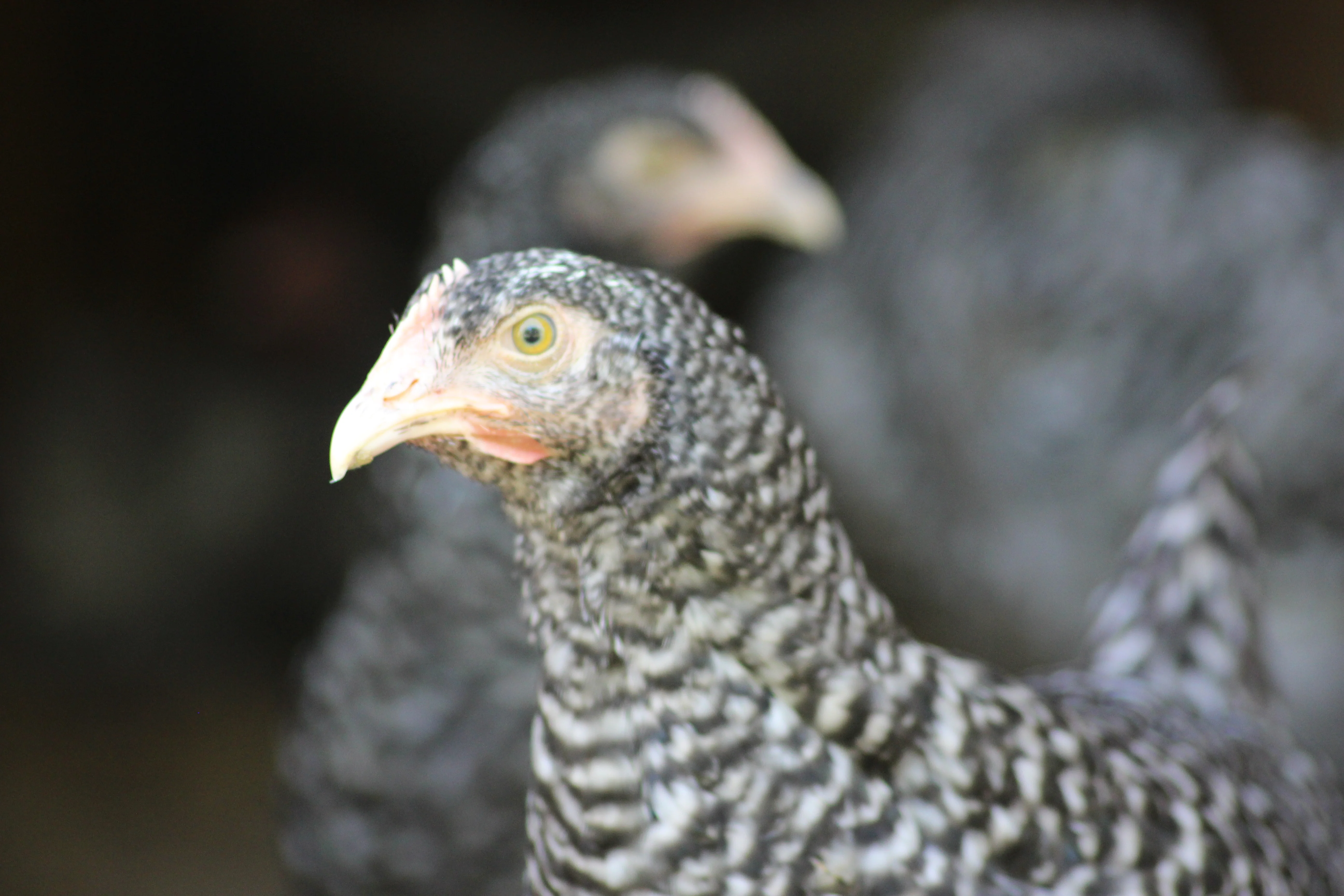 Malines Chicks - Image 5