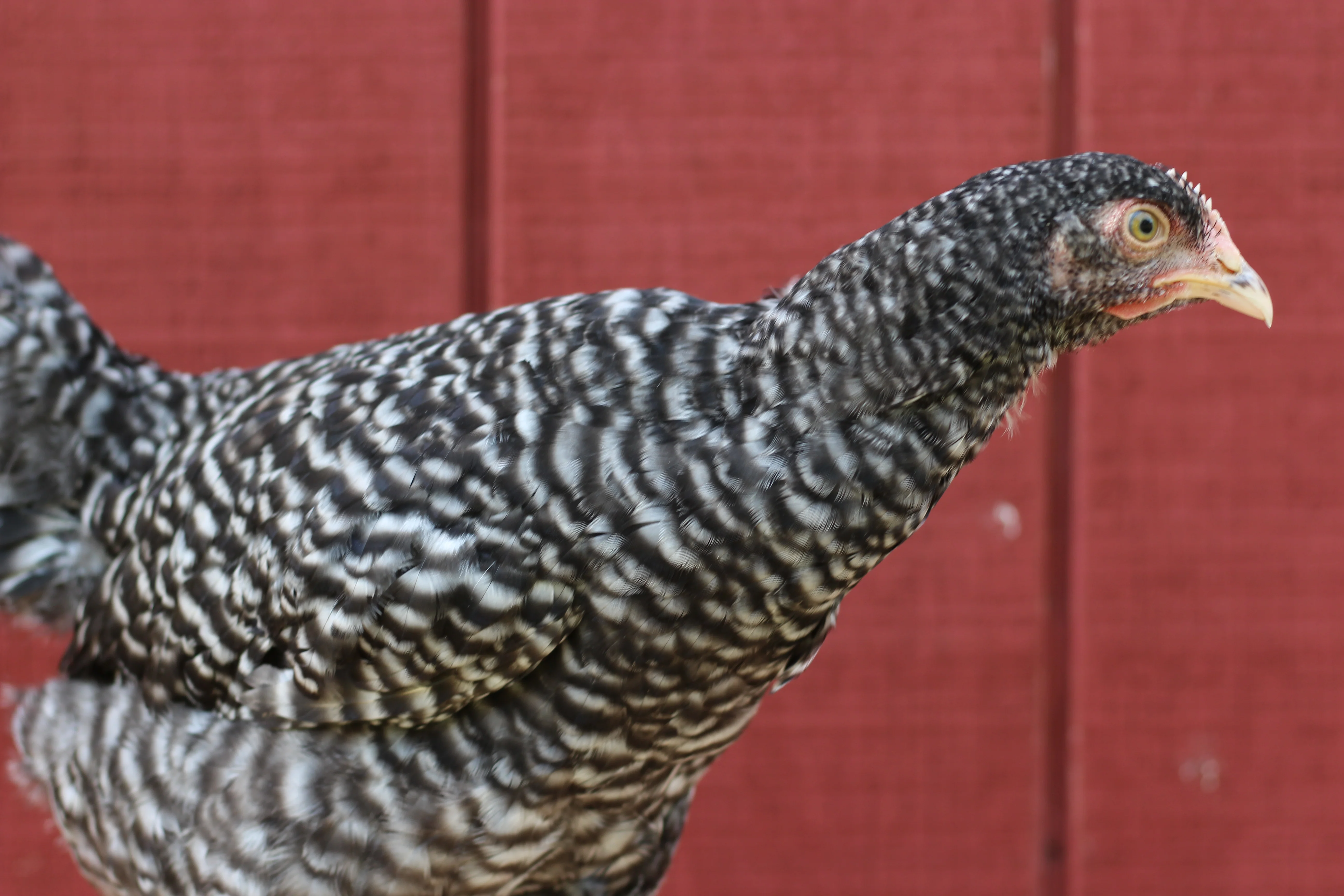 Malines Chicks - Image 6