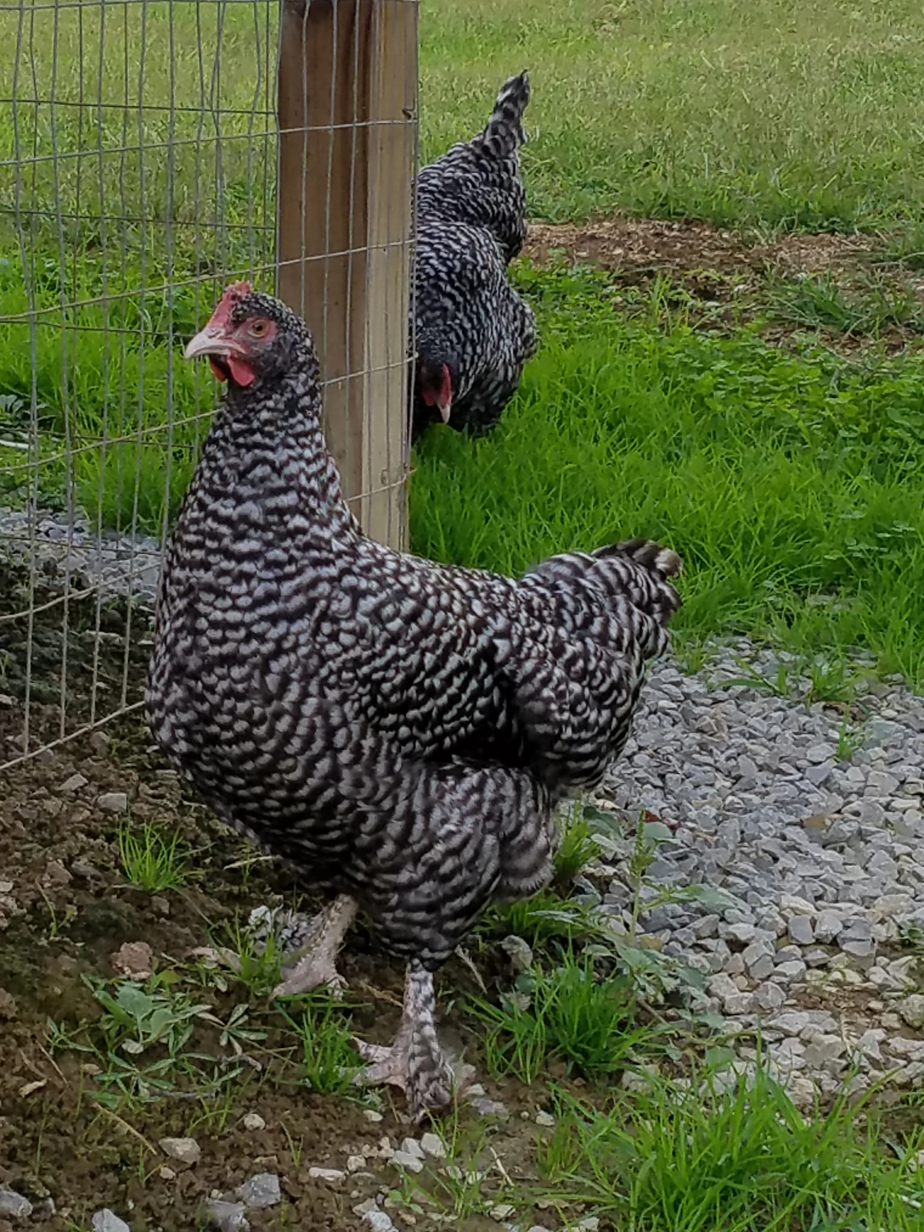 Malines Chicks - Image 7
