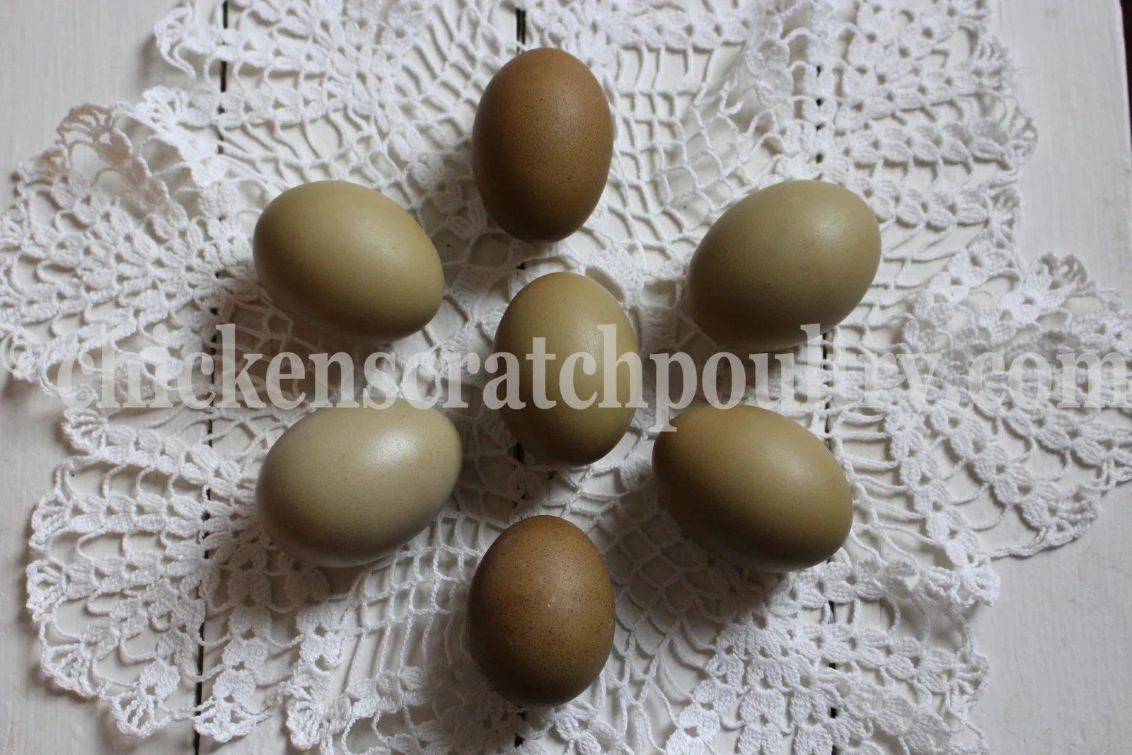 Mint Cream Bar / Green Egg Layer Started Young Pullet Hens - Image 3