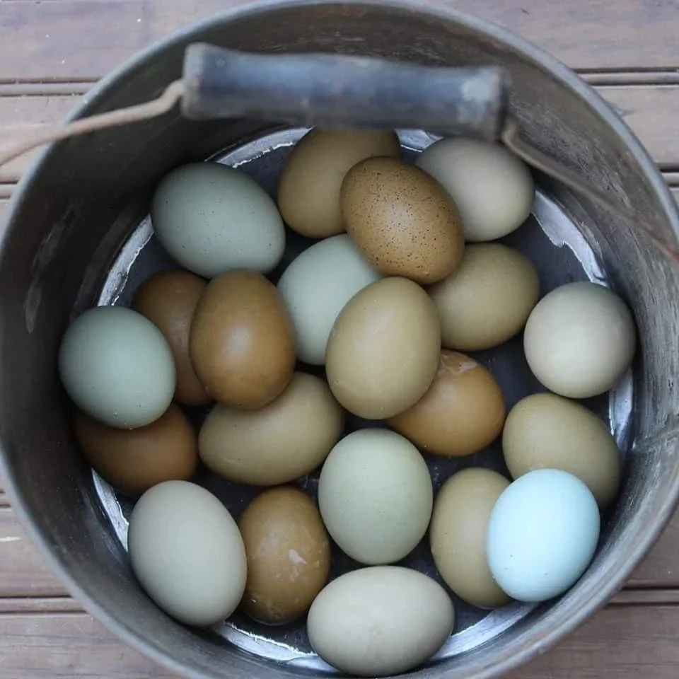 Mint Cream Bar / Green Egg Layer Started Young Pullet Hens - Image 5