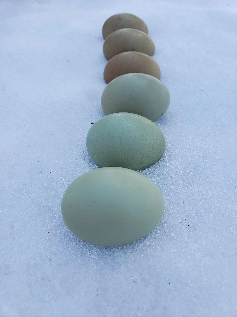 Mint Cream Bar / Green Egg Layer Started Young Pullet Hens - Image 8