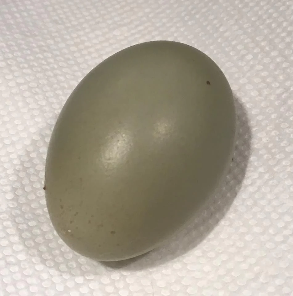 Mint Cream Bar / Green Egg Layer Started Young Pullet Hens - Image 9