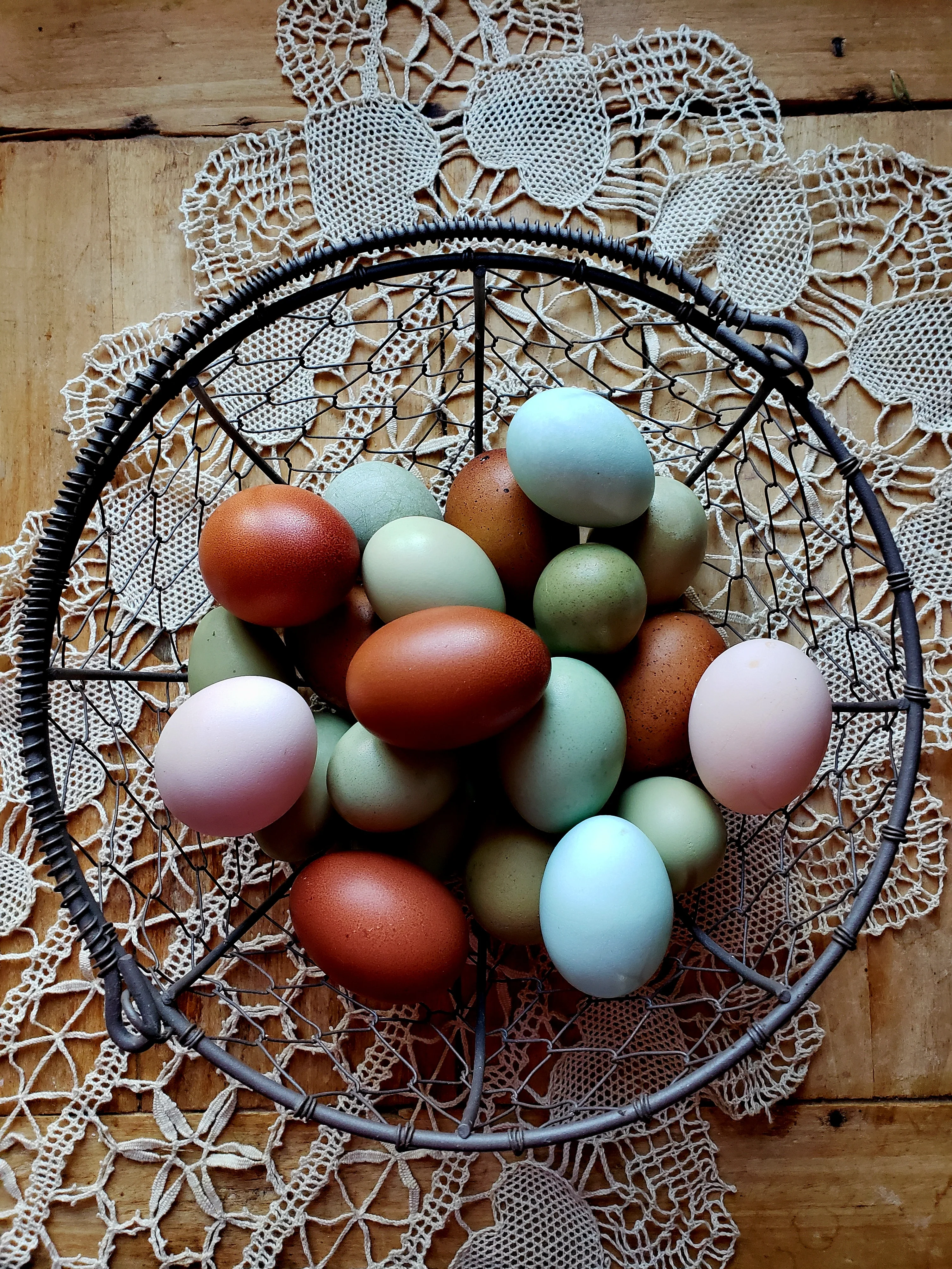 Olive Egger Chicks "Dark Green Egg Layer" - Image 10