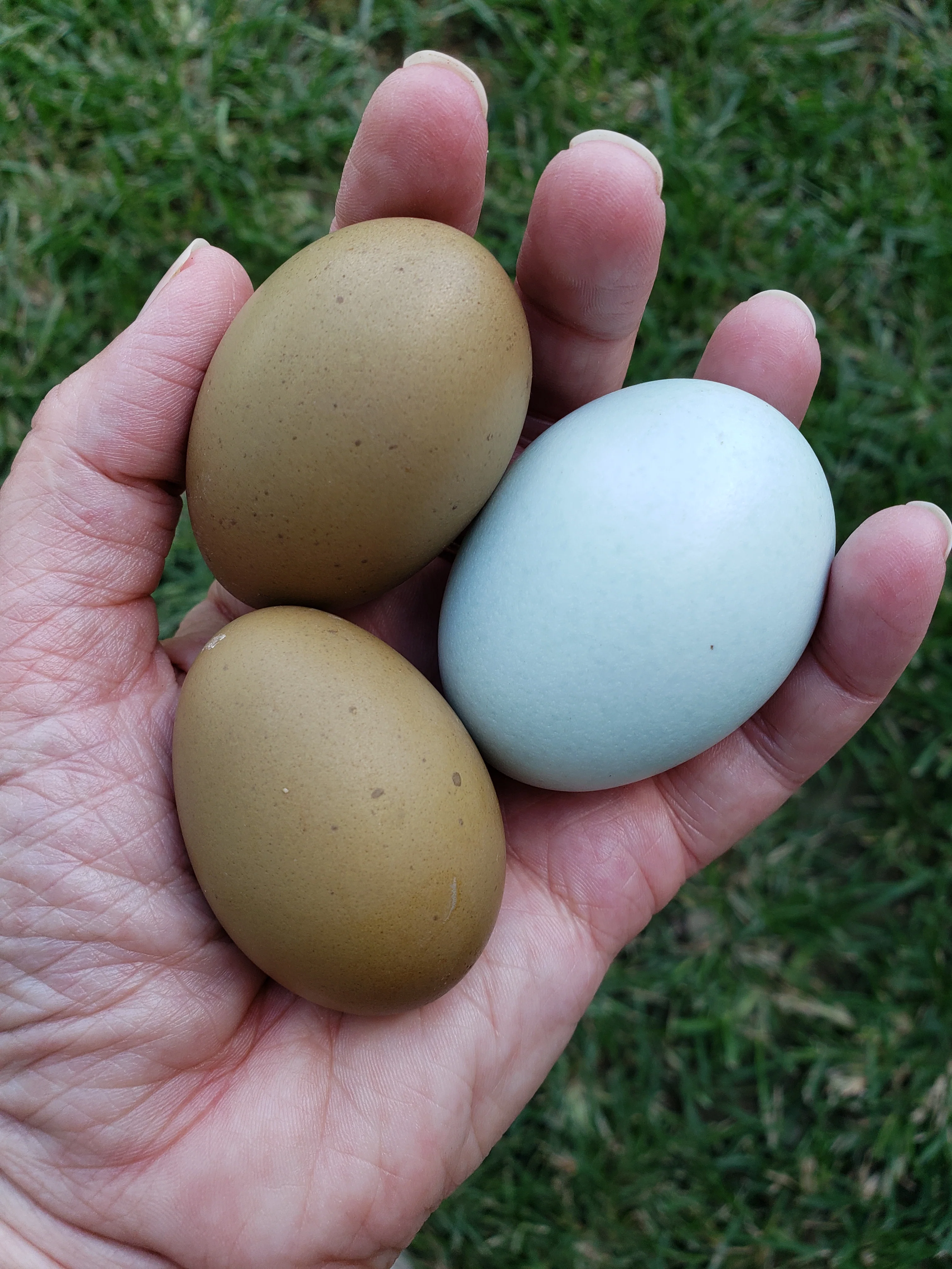 Olive Egger Chicks "Dark Green Egg Layer" - Image 8