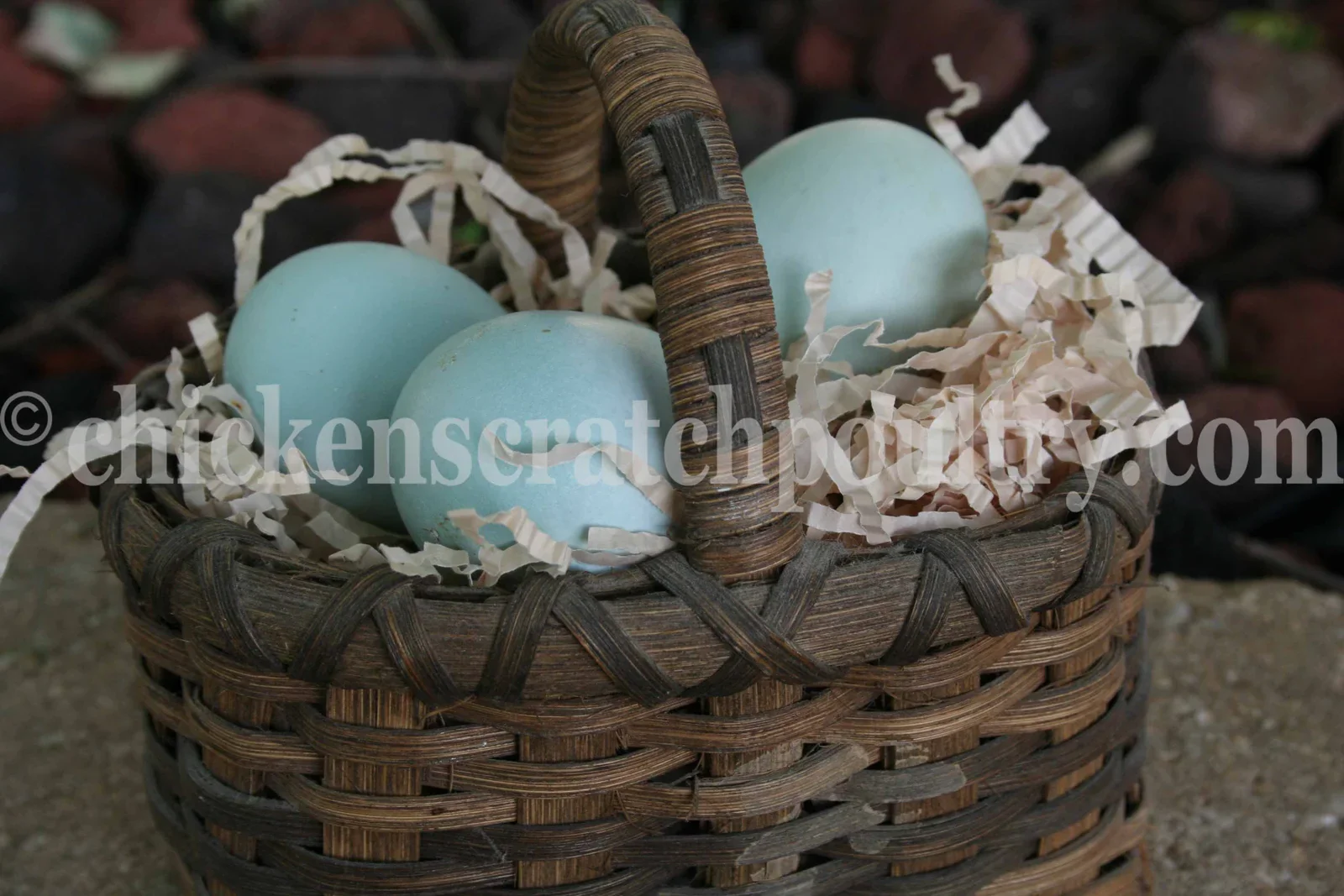 Araucana Chicks - Image 3