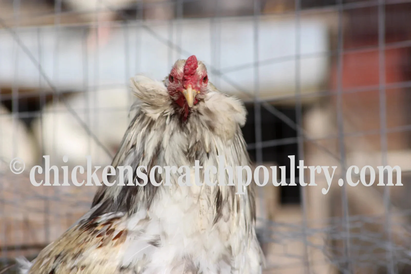 Rumpless Tufted Araucana Started Young Pullet Hens 5 to 6 Weeks - Image 5