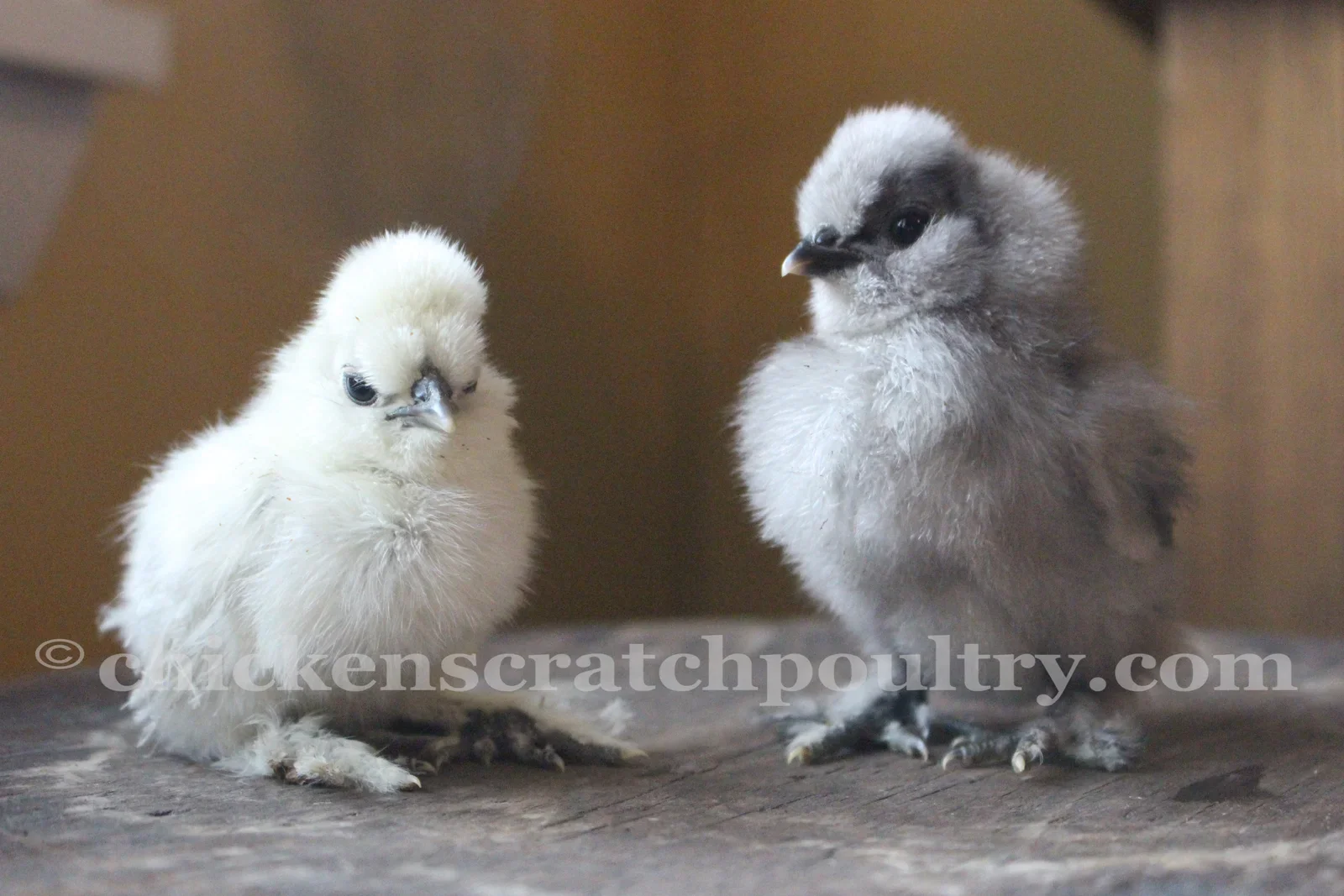 Silkie Chicks Bearded Crested - Image 3