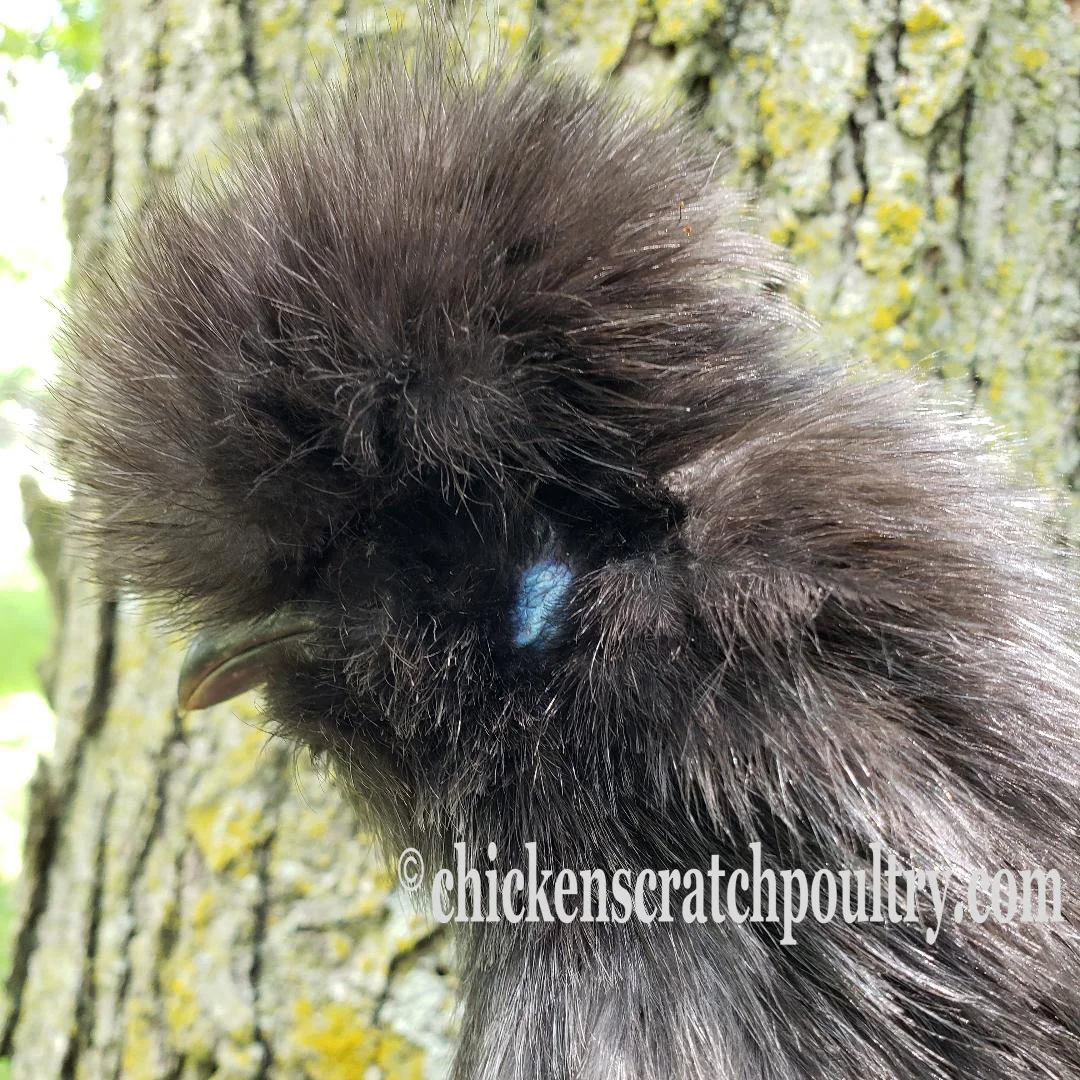 Silkie Chicks Bearded Crested - Image 4