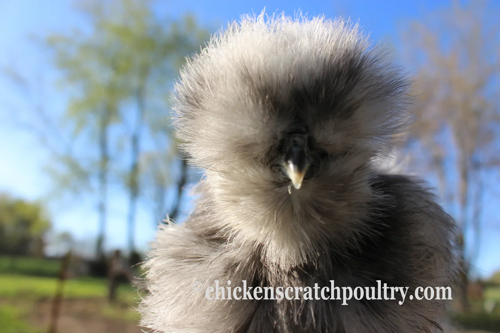 Silkie Chicks Bearded Crested - Image 5