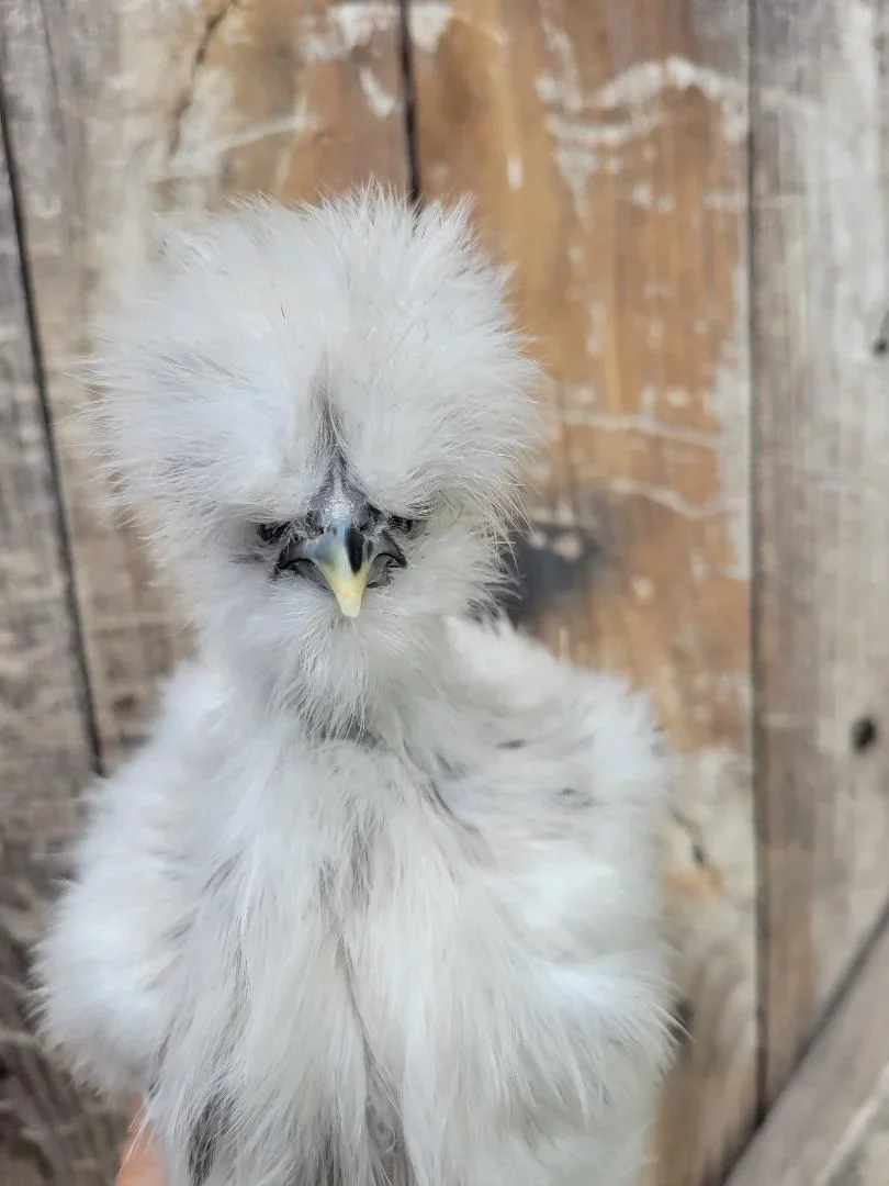 Silkie Chicks Bearded Crested - Image 6
