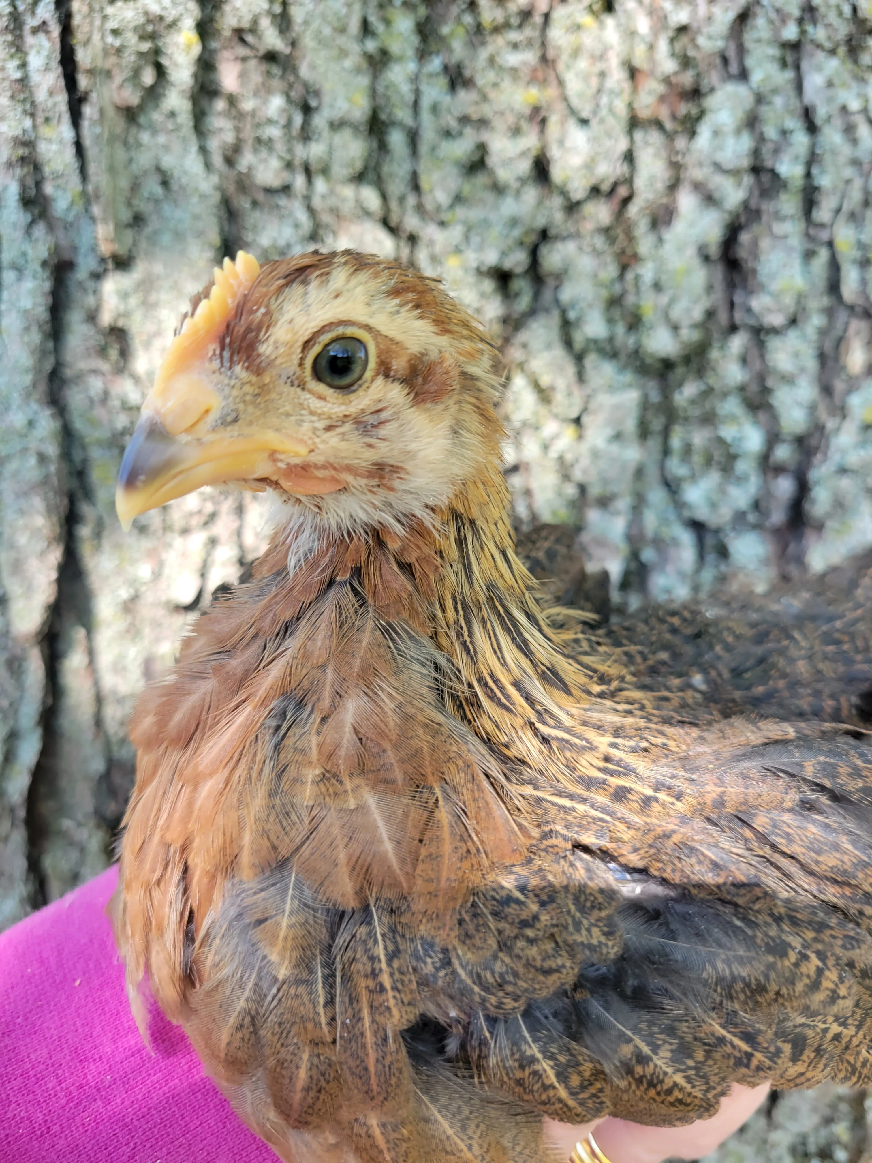 Welsummer Chicks - Image 13
