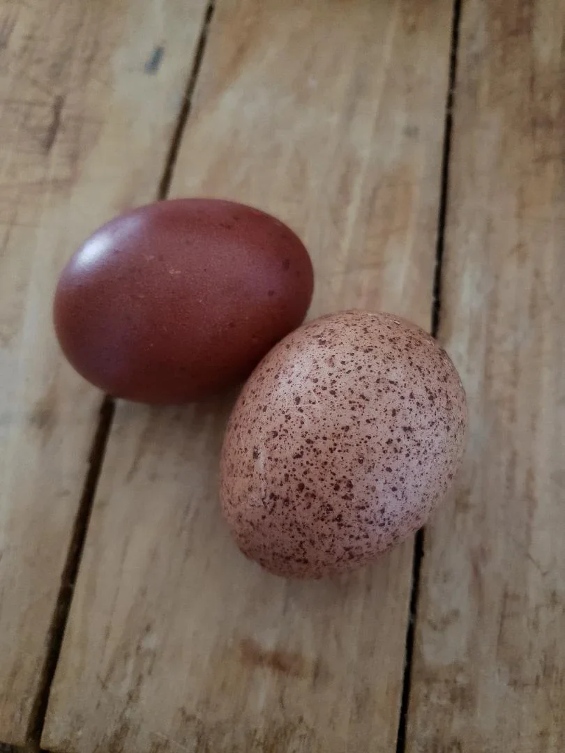 Welsummer Chicks - Image 5