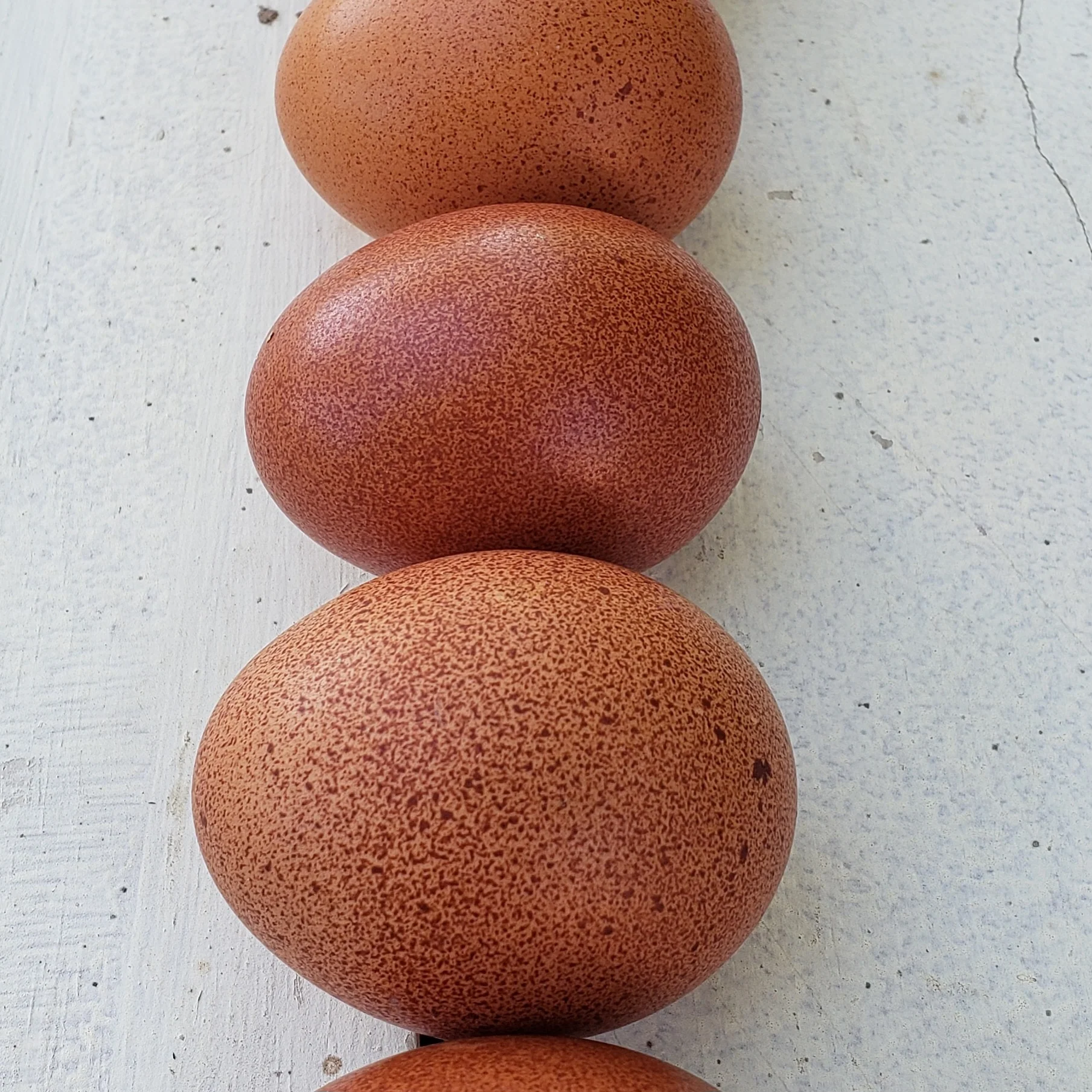 Welsummer Chicks - Image 6