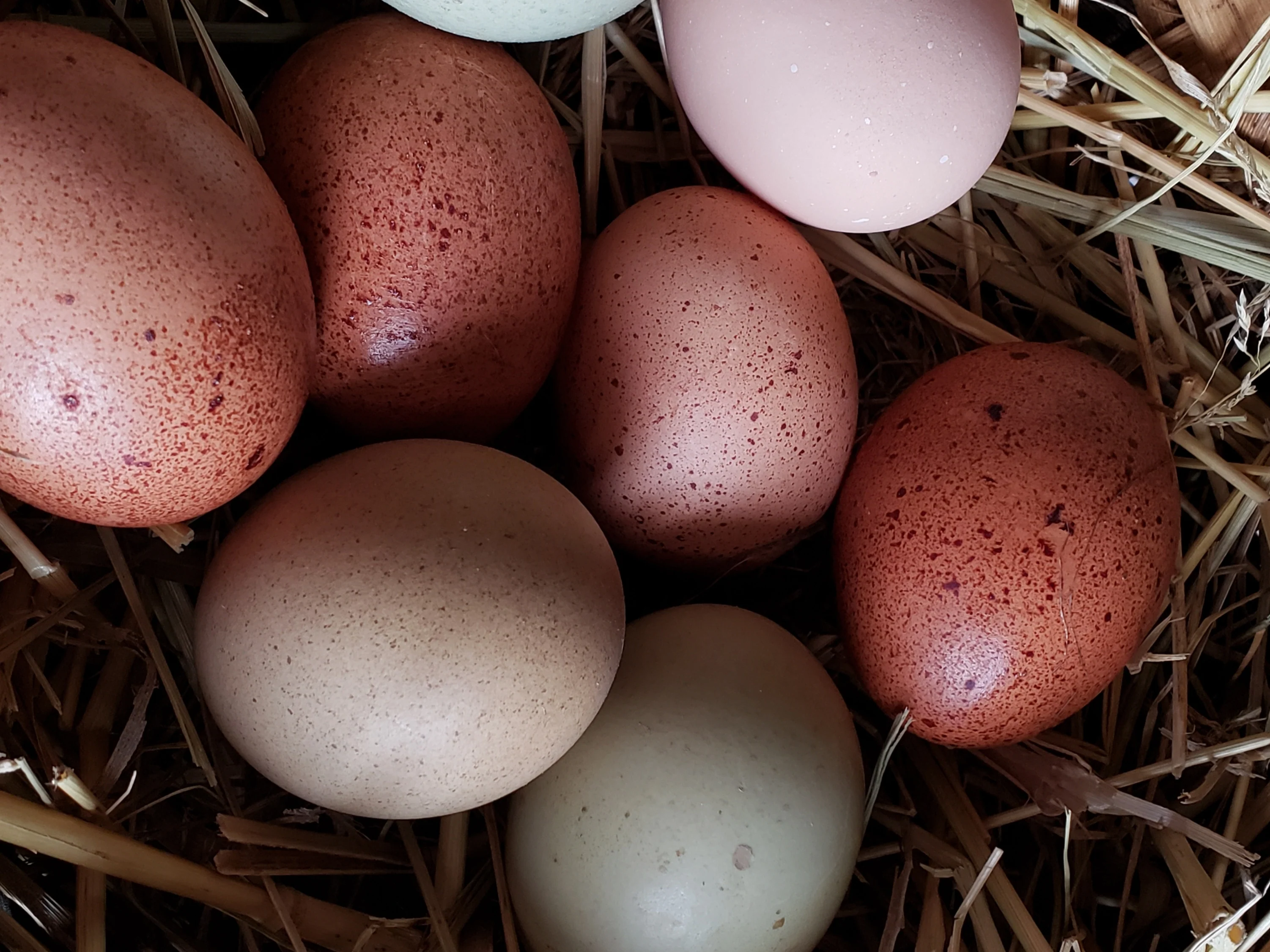 Welsummer Chicks - Image 7