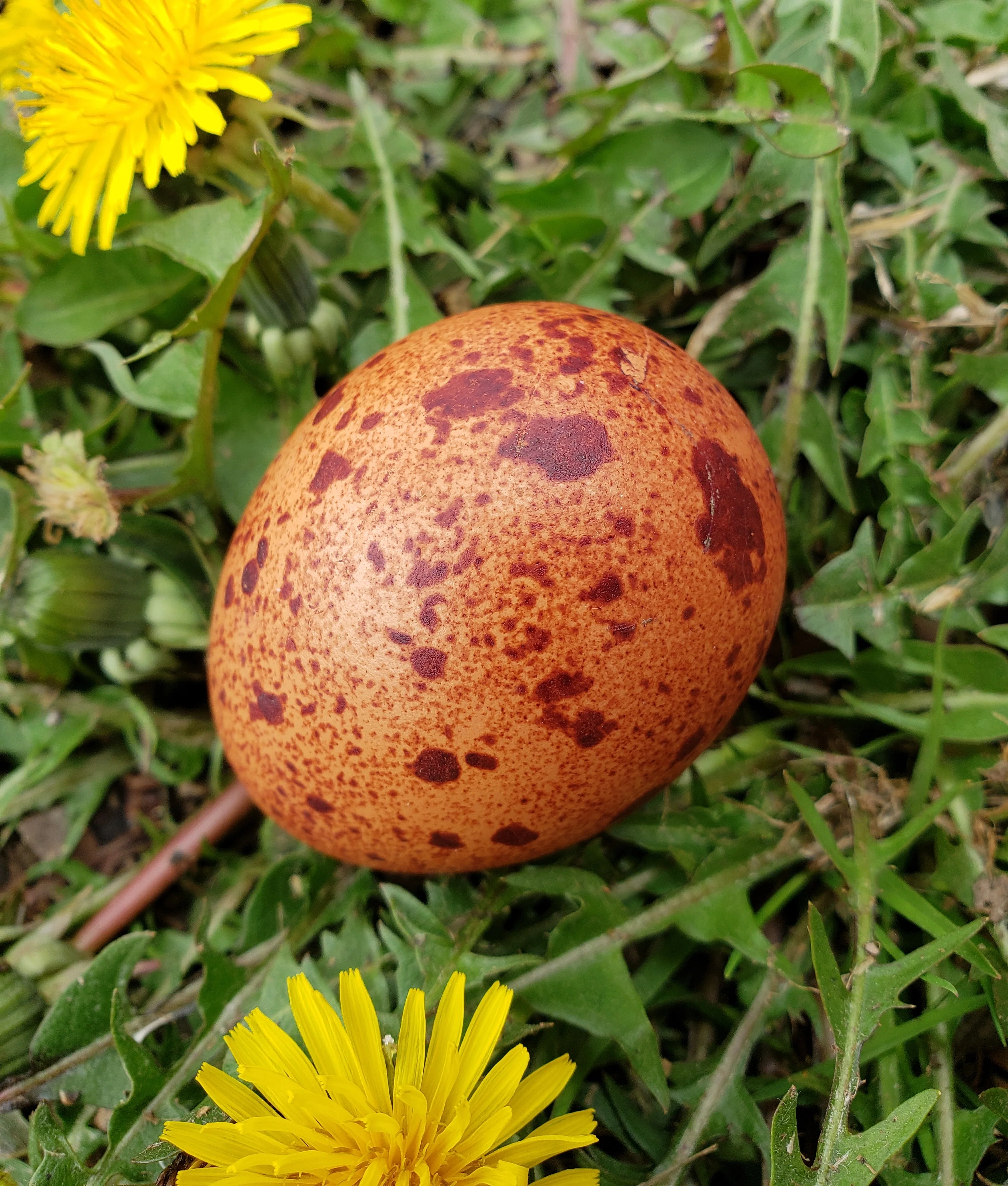Welsummer Chicks - Image 8