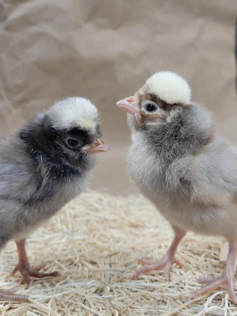 White Crested Cuckoo Polish Chicks - Image 9